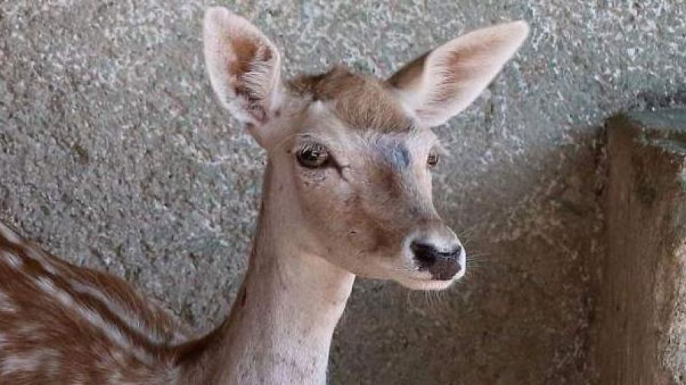 No hubo denuncias por la aventura del animal.