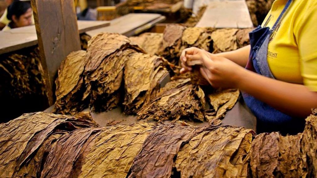 Industria tabacalera. Un rubro que mueve millones de dólares.