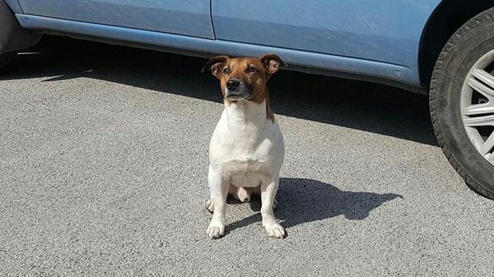 "Pocho", la mascota estrella de la policía, tiene ese nombre en honor al delantero Ezequiel Lavezzi.