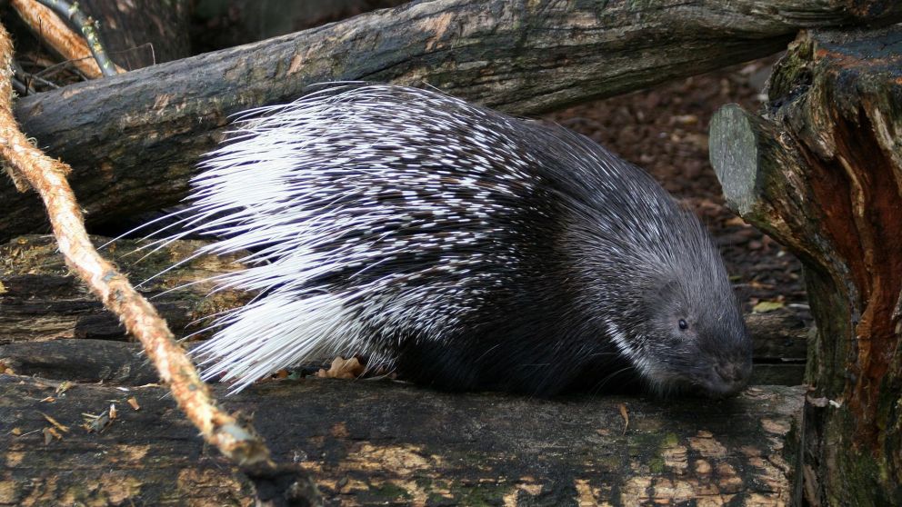 Perro mordió a puercoespín y mirá cómo quedó