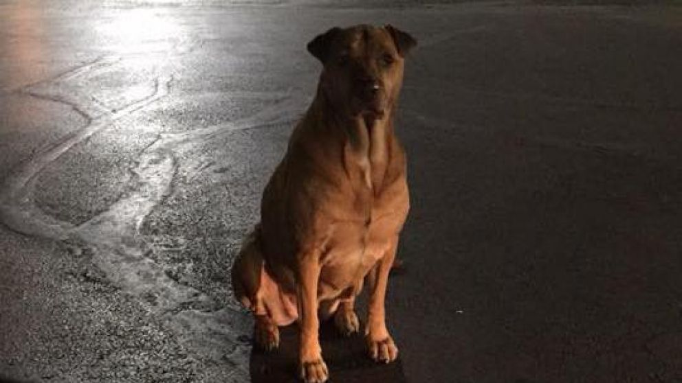 Princess es una verdadera embustera.