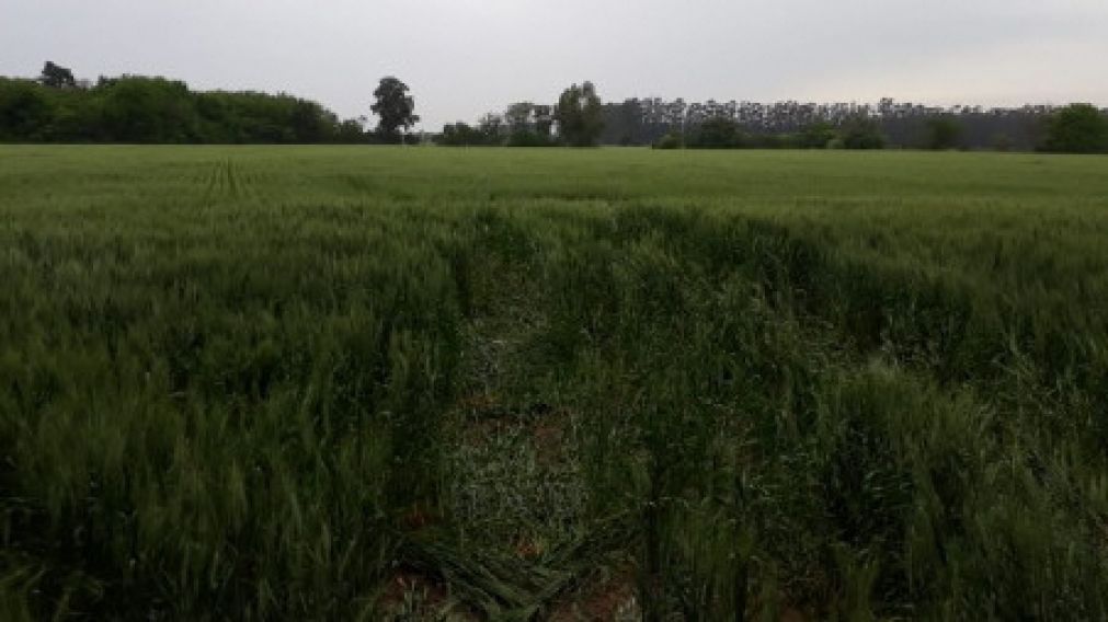 El cádaver apareció en este sembradío, en la localidad bonaerense de Zárate.