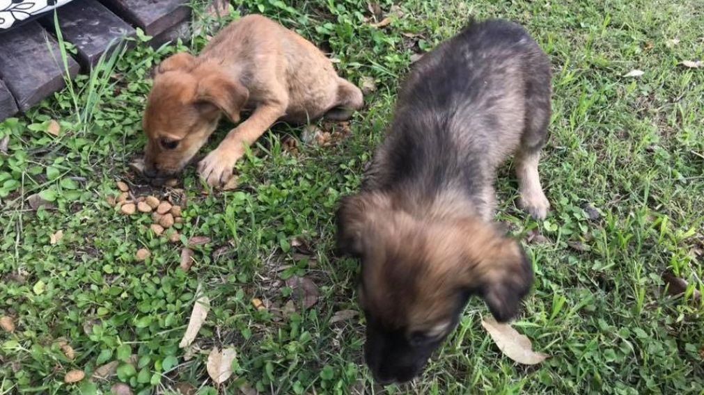 Denuncian casos de maltrato animal de Santiago del Estero.