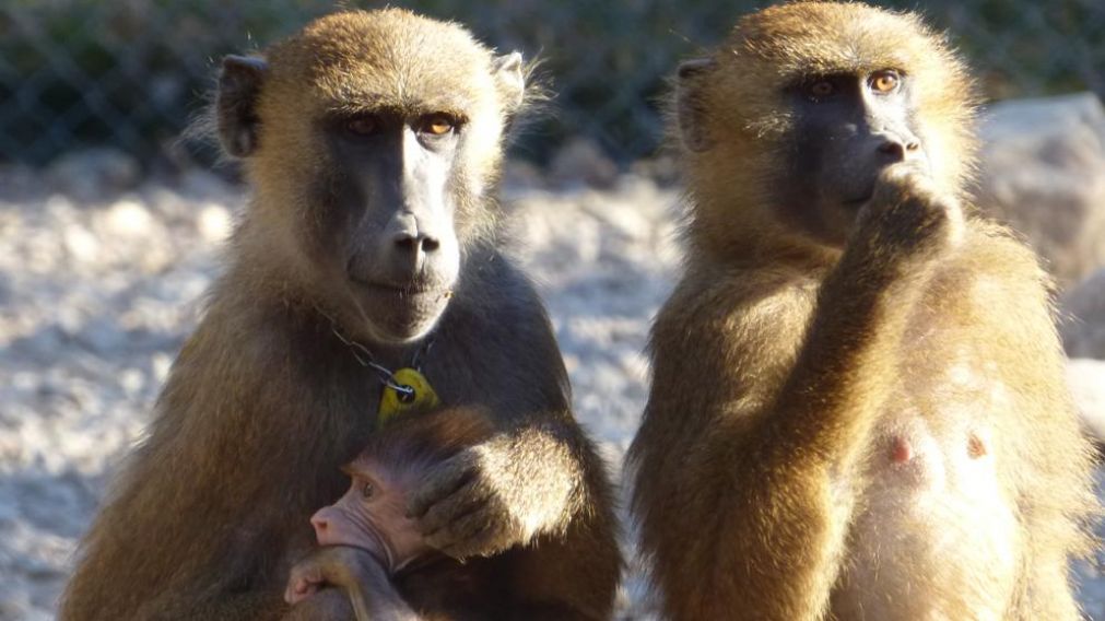 Monos matan a hombre a ladrillazos y la familia quiere hacerles juicio