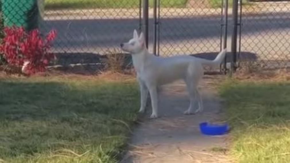 Estremecedor video: perrita ciega y sorda "huele" la llegada del dueño