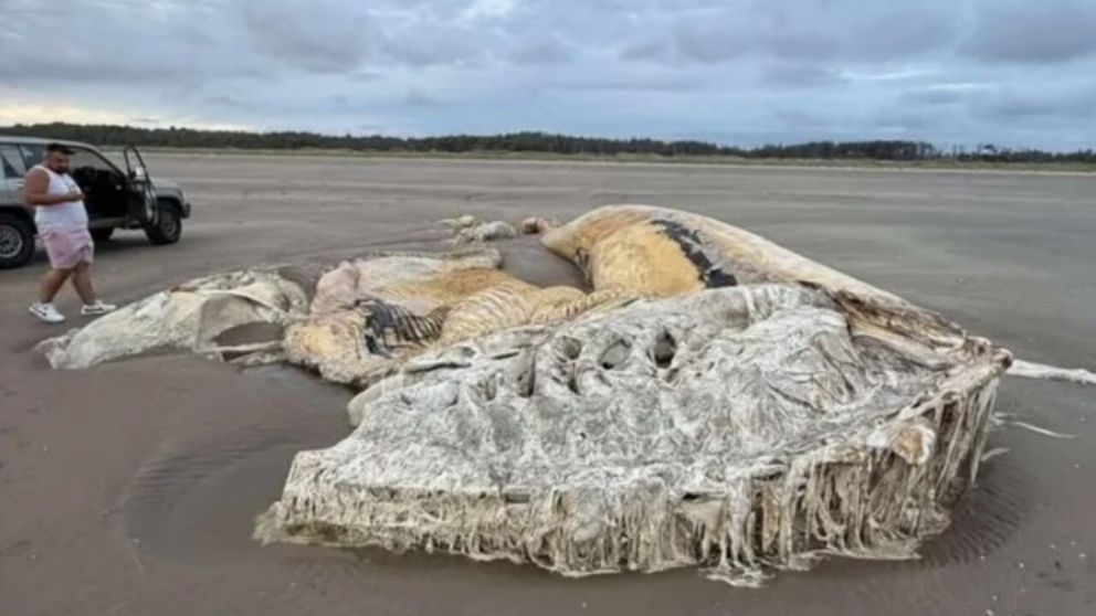 El hallazgo se produjo en una playa de Gales (Media Gales).