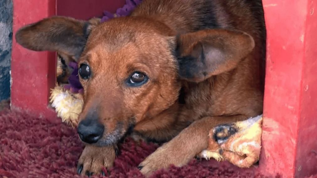 El perro llegó por su cuenta al velorio de su dueño y permaneció junto al ataúd, mostrando una lealtad que conmovió a todos los presentes.