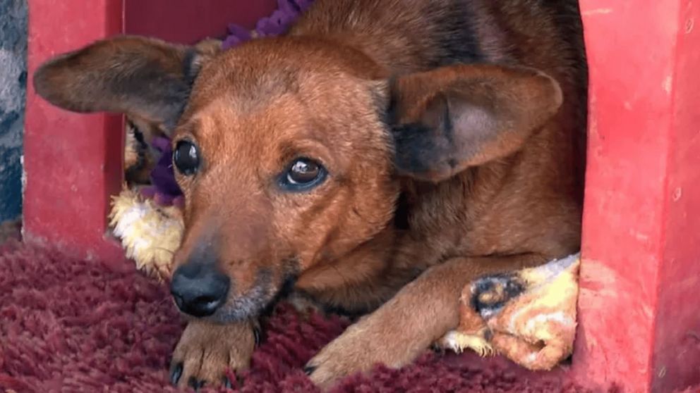 El perro llegó por su cuenta al velorio de su dueño y permaneció junto al ataúd, mostrando una lealtad que conmovió a todos los presentes.