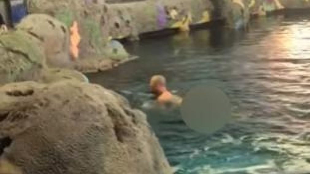 Se desnudó y se tiró a nadar en acuario lleno de tiburones