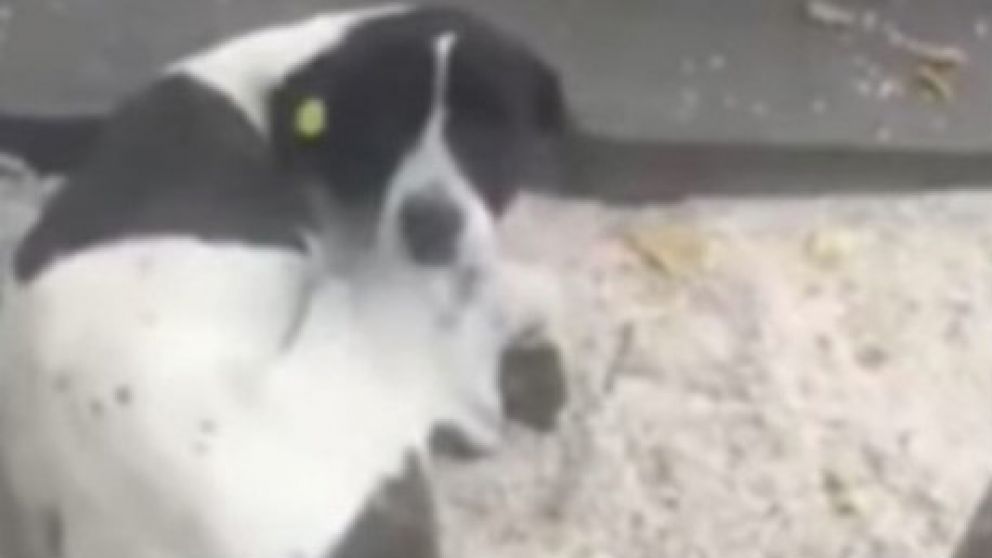 Este es Jorge, el perro que se reencontró con su dueño después de 3 años perdido. (Captura de video)