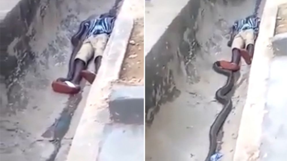 Pitón "mágica" se asustó y estranguló hasta la muerte a su dueño