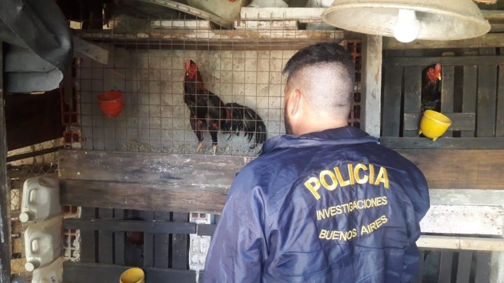 Uno de los gallos recuperados y el corral que utilizaban para los combates.