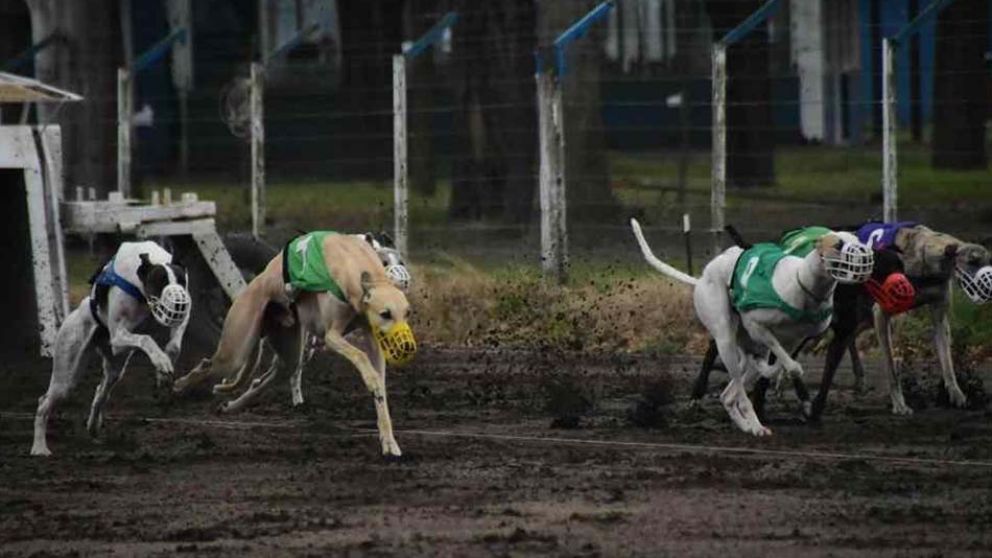 Córdoba es una de las provincias que más sanciones tiene por estas actividades con animales (Ilustrativa).