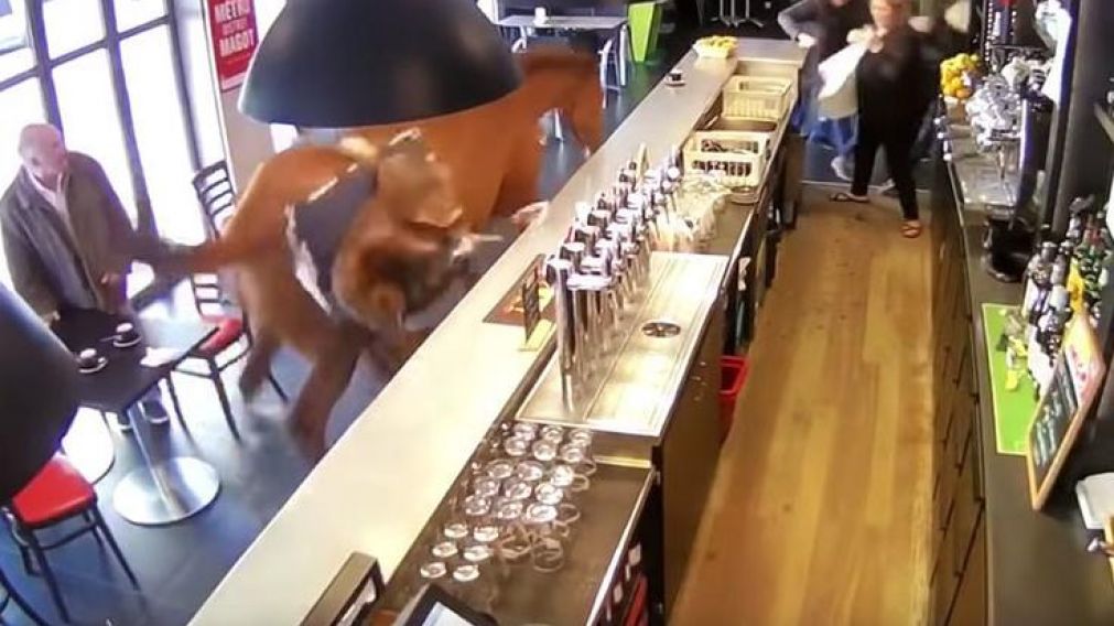 El caballo fue controlado y devuelto a su establo. (Captura).