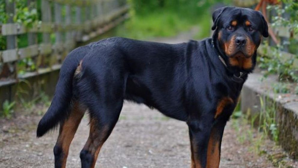 Bebé paseaba con sus abuelos, lo atacó un Rottweiler y lo mató