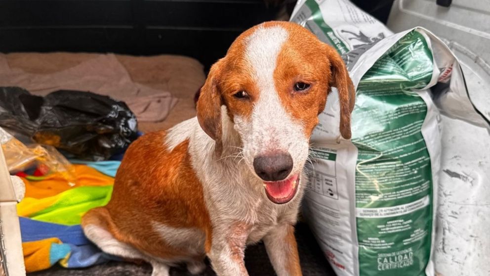 Indignación total en La Matera: acusan a un menor de torturar perros en su casa