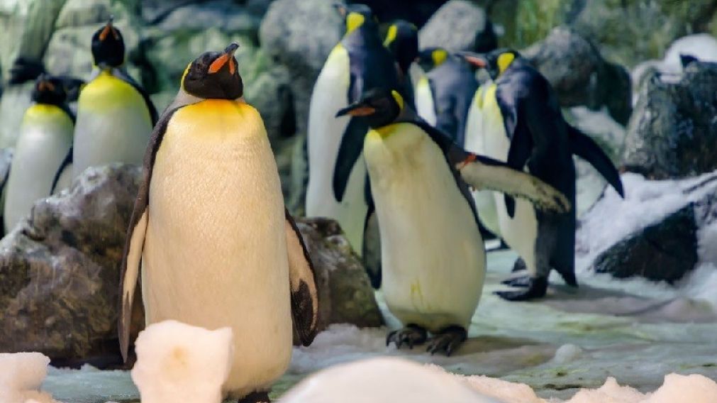 Las aves marinas del mismo sexo le "robaron" la cría a otros pingüinos en un zoo.