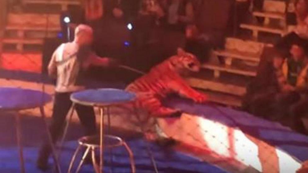 Tigresa convulsionó en circo y domador la castigó con vara de acero