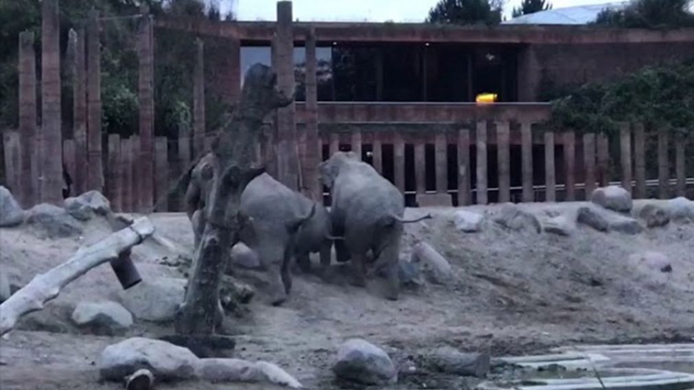 Una aventura de un joven en un zoológico casi termina en tragedia.