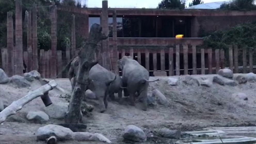 Una aventura de un joven en un zoológico casi termina en tragedia.