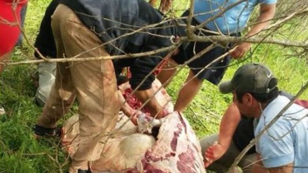 Así saqueaban los animales los vecinos.