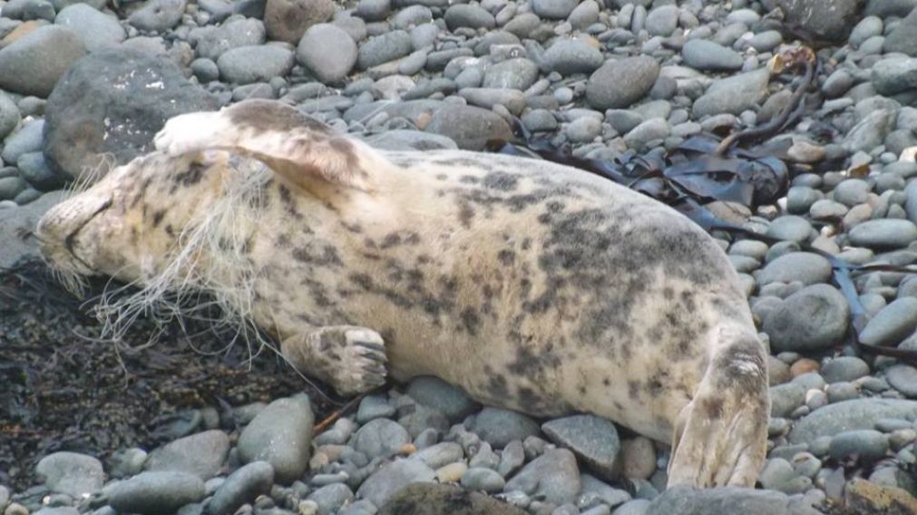 El animalito estaba sufriendo, seg�n el testigo.