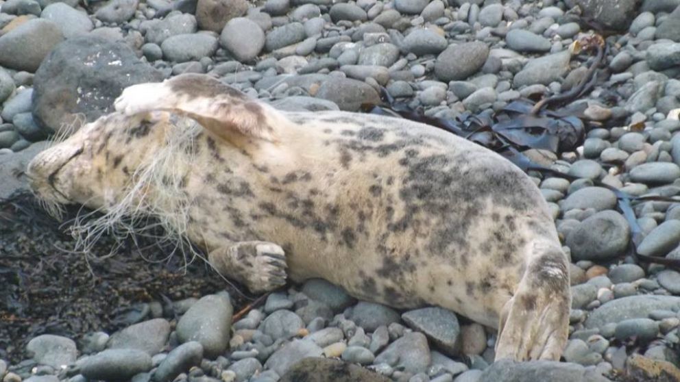 El animalito estaba sufriendo, según el testigo.