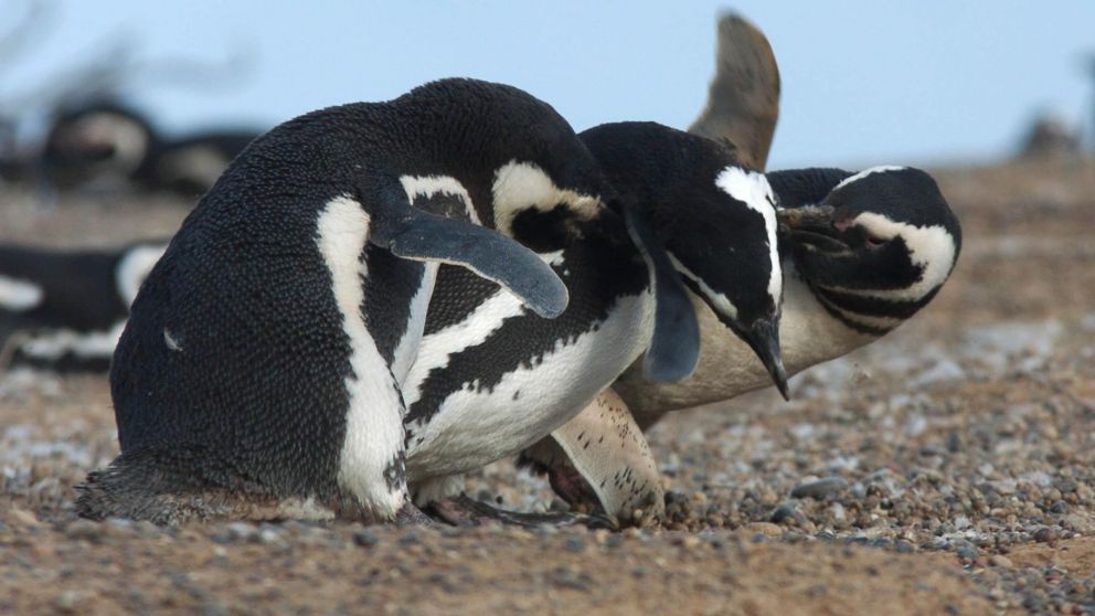 La colonia de animales se congrega todos los años en Punta Tombo. (Télam)