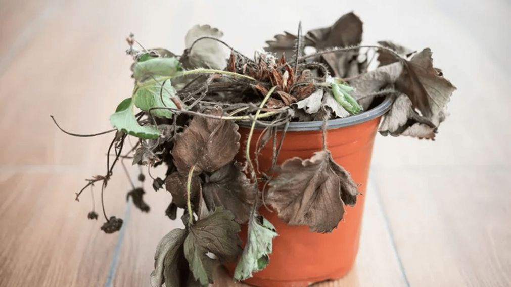 Reviví tus plantas marchitas con los consejos de Jacobina Sánchez