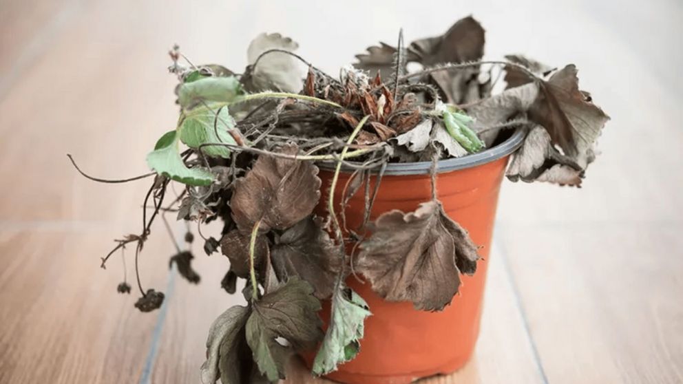 Reviví tus plantas marchitas con los consejos de Jacobina Sánchez