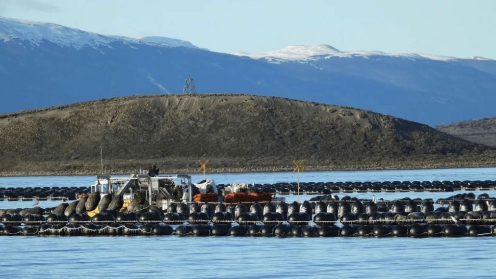 Un equipo de especialistas de la ciudad de Ushuaia estudia las condiciones ambientales donde se produce el cultivo natural de mejillones.