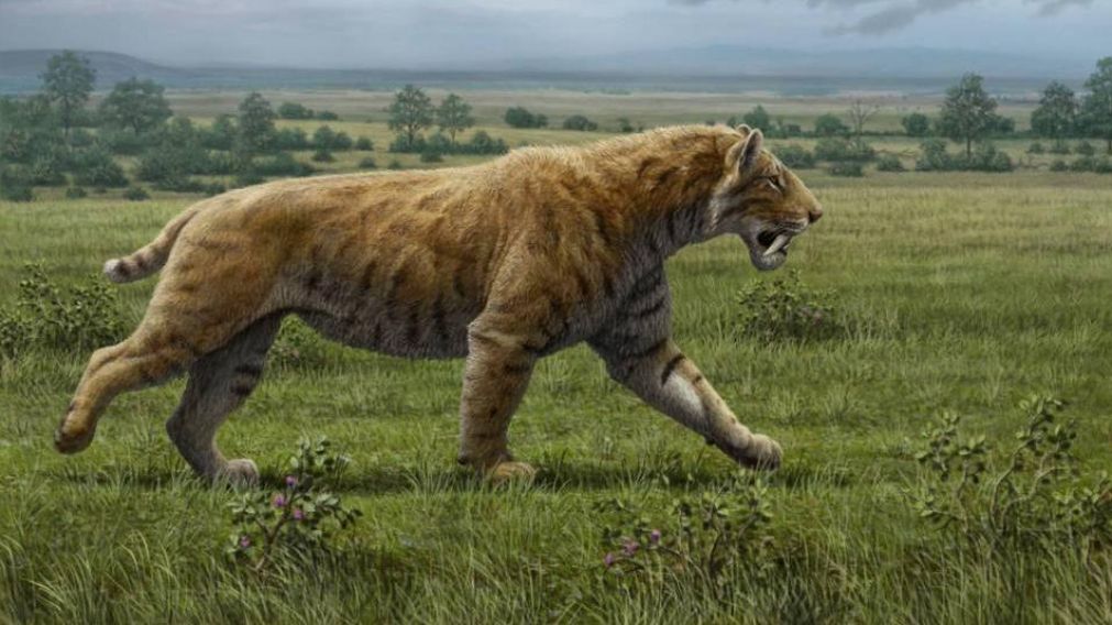 El Tigre Diente de Sable habitó América hace 10.000 años. (Imagen ilustrativa)