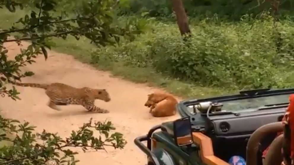 Los turistas se encontraron con una escena de película y no se perdieron de filmarla. (Captura de video)