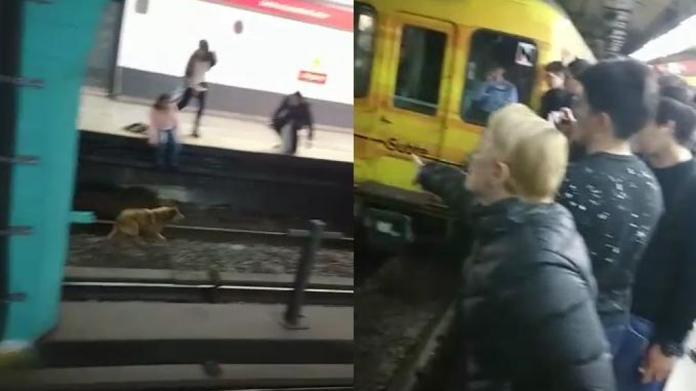 Pánico en la línea B por perro suelto en las vías del subte