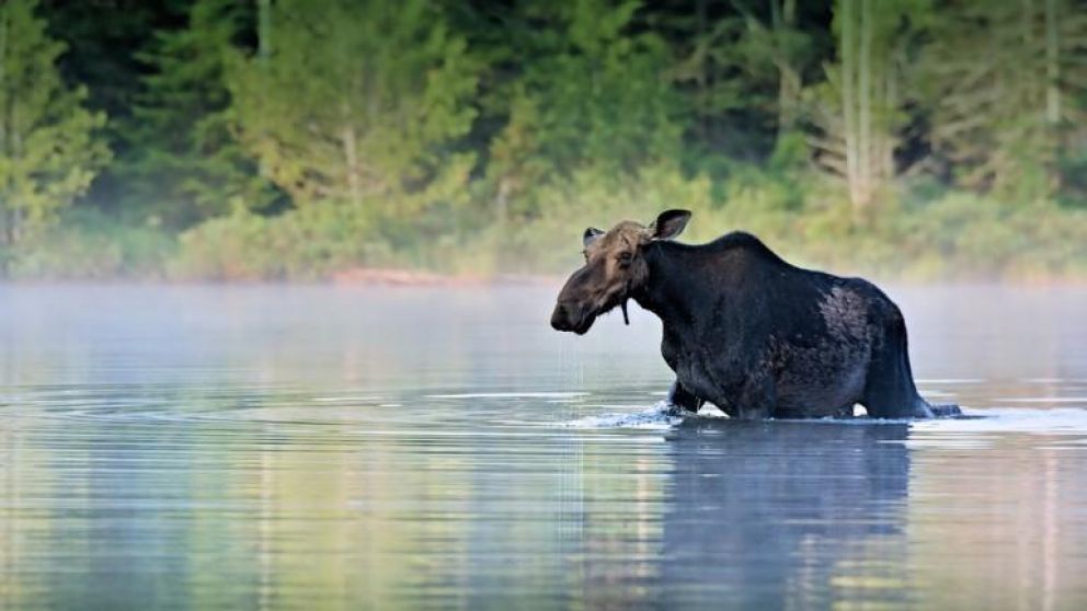 Alces. Un bello animal que sufre el acoso del hombre. (Imagen archivo)