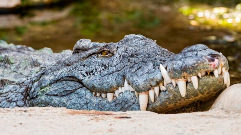Los cocodrilos mataron a 5 personas en menos de una semana.