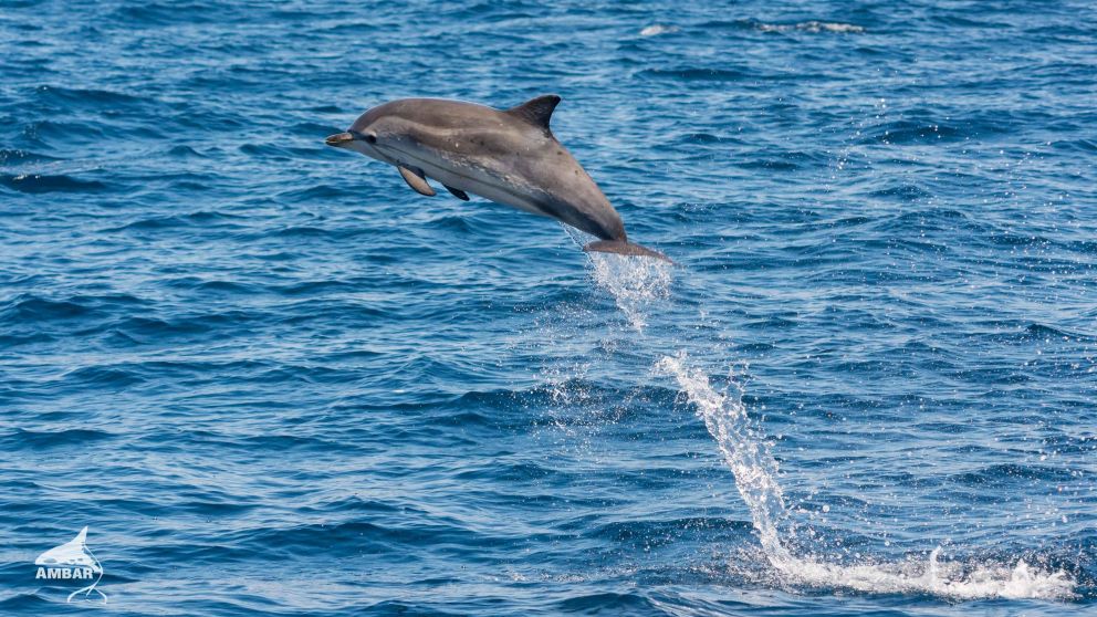 El delfín es uno de los animales más inteligentes del mundo. (Imagen ilustrativa)