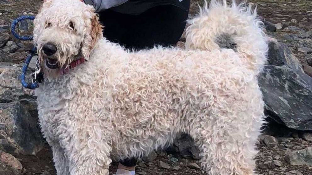 El animal se quedó a metros del trágico vuelco.
