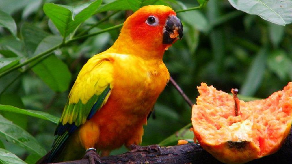 Cotorra. Algunas suelen imitar sonidos y hasta el habla humana cual loro o guacamayo. (Imagen ilustrativa)
