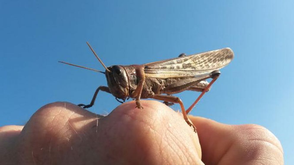 Tucura Quebrachera. La especie que aqueja a la provincia de Santiago. (Gentileza sobrelatierra.agro.uba.ar)