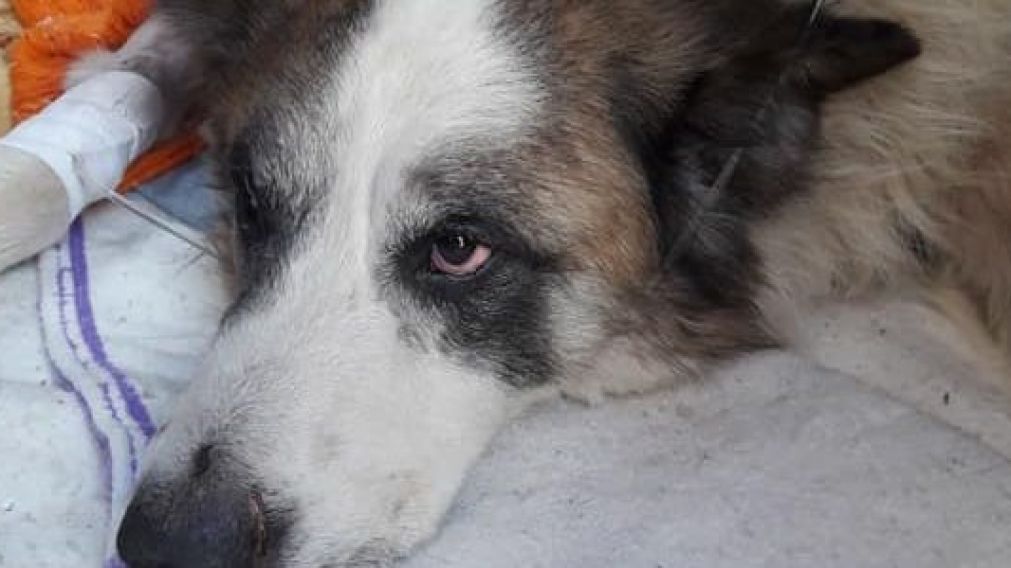 "Drupy" quedó internado en una clínica veterinaria (Fotos ramallocity.com.ar).