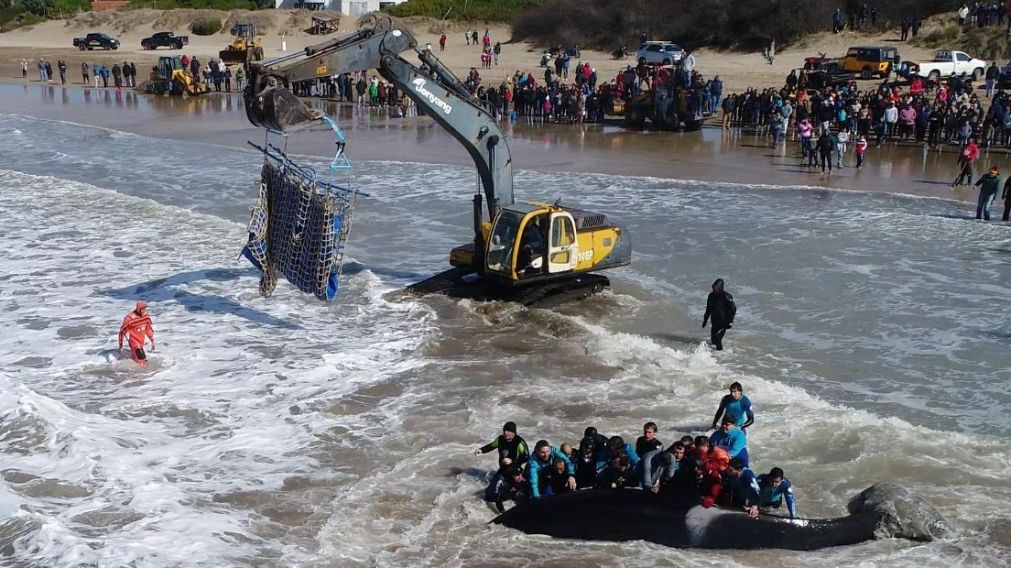 Emocionante rescate tras 16 horas de trabajo. (Mundo Marino)