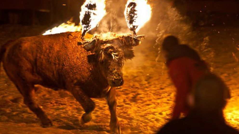 El festival del "Toro embolado" es repudiado por los proteccionistas.