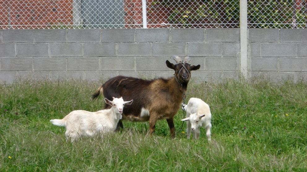 Durante más de 5 años los hombres abusaron de los animales que criaban en una granja improvisada.