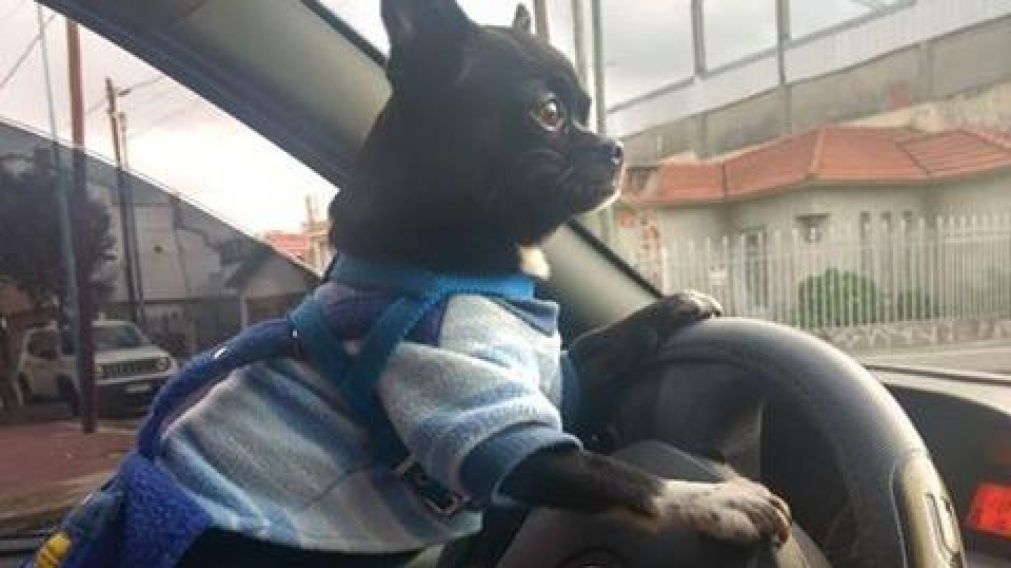 Desesperado pedido de abuelo que le robaron el auto con su perro adentro