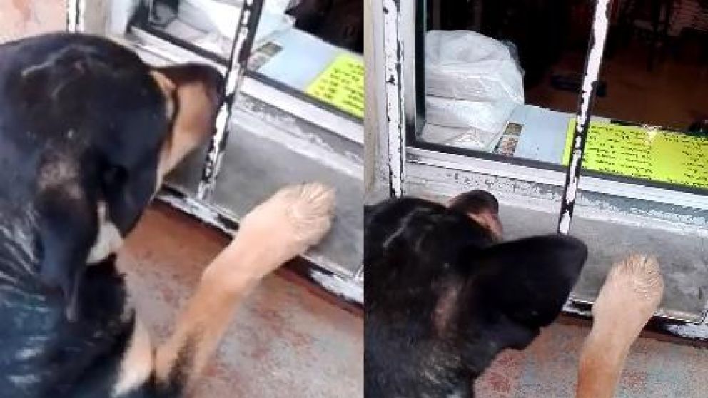 Perro callejero pide plata para comprar salchichas