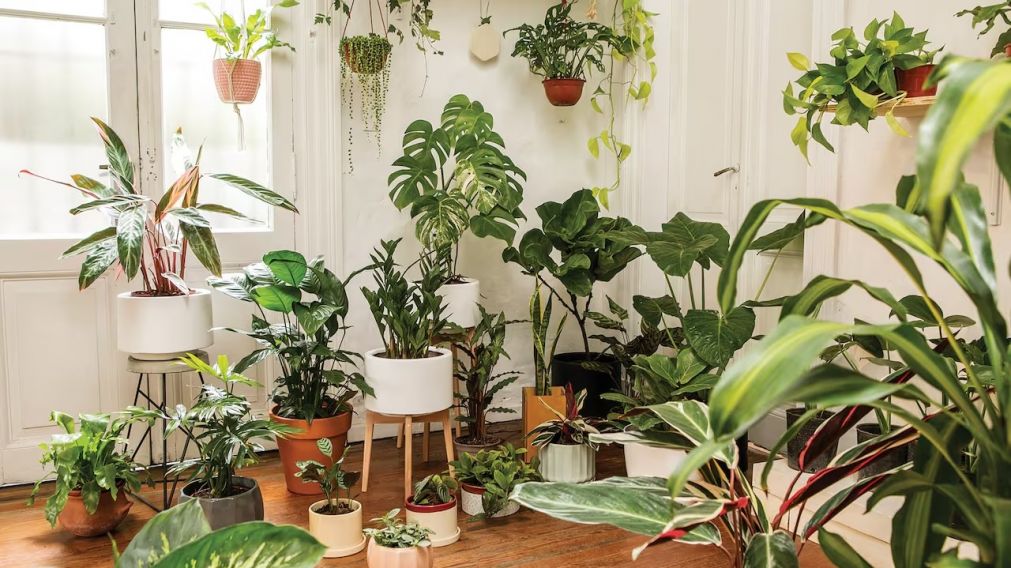 Una planta aliada contra el estrés que revitaliza tu hogar.