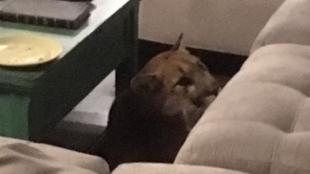 Así encontró la dueña de casa al puma en su living.