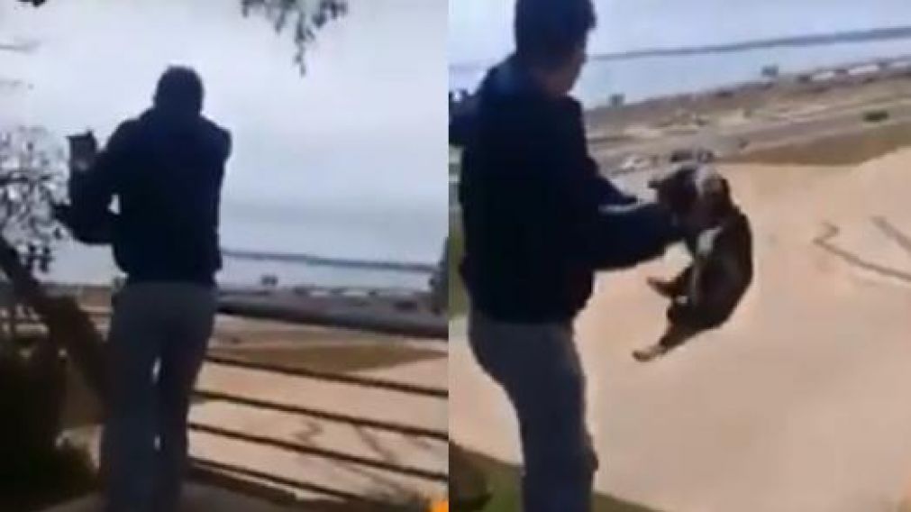 Tir� a gato de un balc�n, lo mat� y deber� trabajar con animales