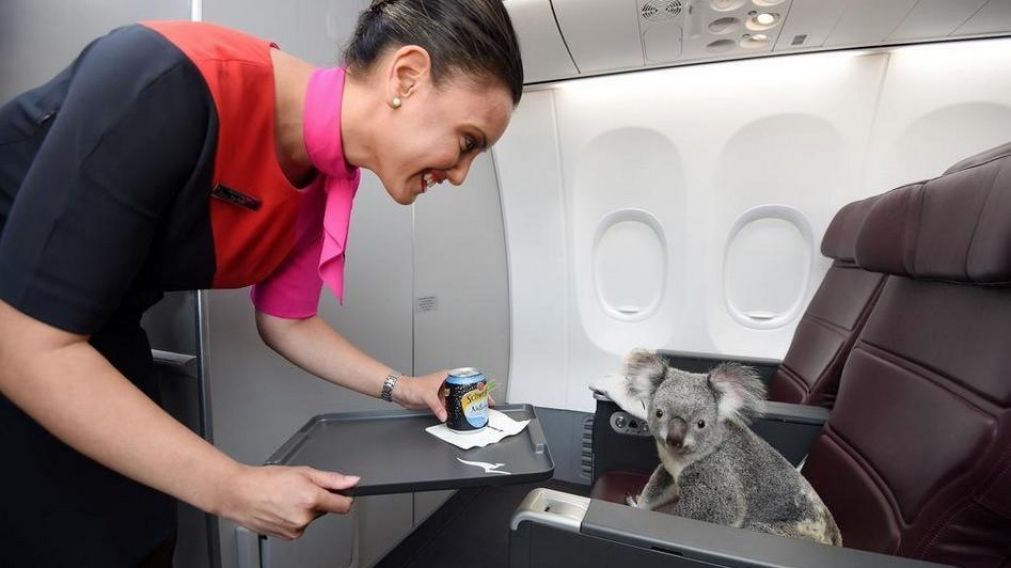 El koala, llamado "Tanami", tuvo un viaje único en su clase.